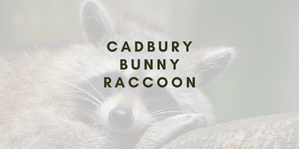 cadbury bunny raccoon