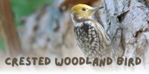 Crested Woodland Birds