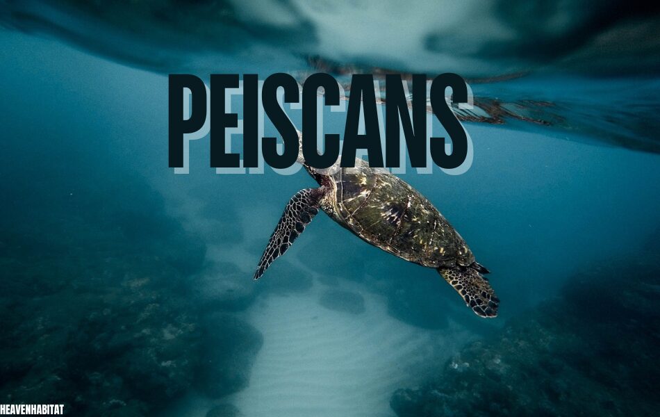 peiscans