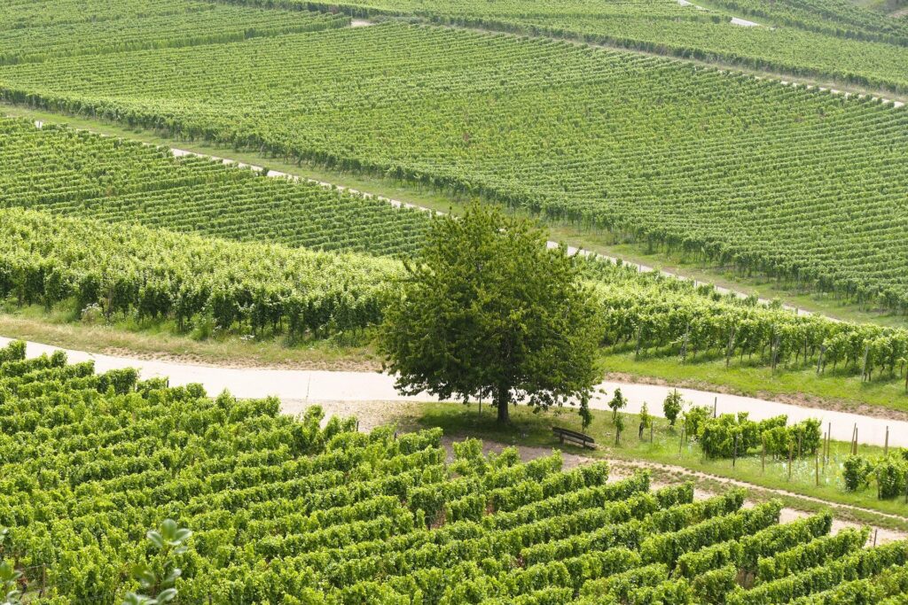 kranich17 vineyard 9494646 1920