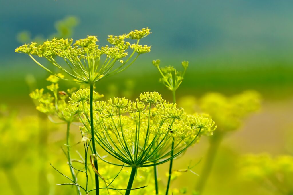 schwoaze fennel 3564229 1920 (1)